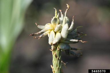 corn smut (Ustilago zeae ) on corn (Zea mays ) - 5465570