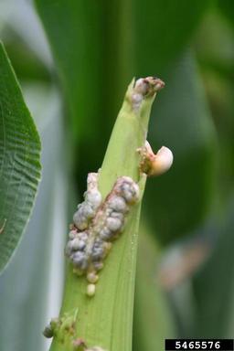 corn smut (Ustilago zeae ) on corn (Zea mays ) - 5465576