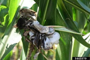 corn smut (Ustilago zeae ) on corn (Zea mays ) - 5465579