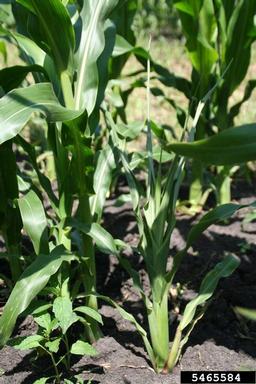 downy mildew (Sclerophthora macrospora ) on corn (Zea mays ) - 5465584