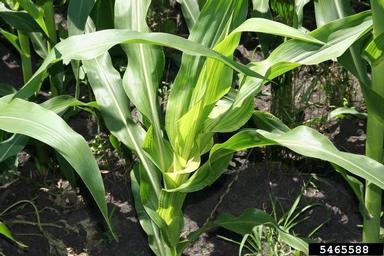 downy mildew (Sclerophthora macrospora ) on corn (Zea mays ) - 5465588