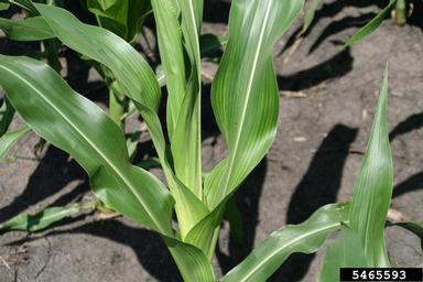downy mildew (Sclerophthora macrospora ) on corn (Zea mays ) - 5465593