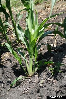 downy mildew (Sclerophthora macrospora ) on corn (Zea mays ) - 5465595
