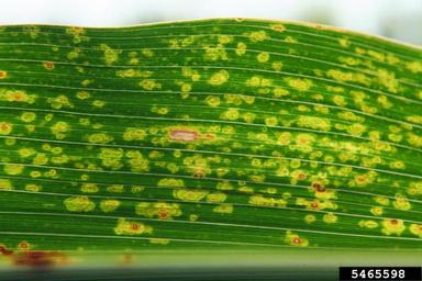eye spot (Kabatiella zeae ) on corn (Zea mays ) - 5465598