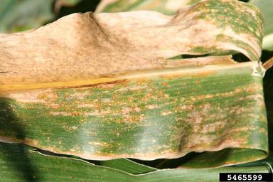 eye spot (Kabatiella zeae ) on corn (Zea mays ) - 5465599