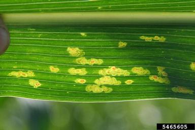 eye spot (Kabatiella zeae ) on corn (Zea mays ) - 5465605