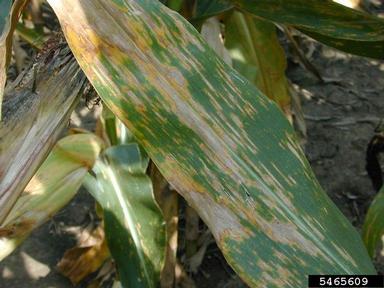 Cercospora leaf spot (Cercospora zeae-maydis ) on corn (Zea mays ) - 5465609