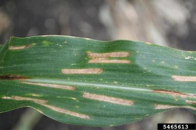 Cercospora leaf spot (Cercospora zeae-maydis ) on corn (Zea mays ) - 5465613