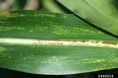 brown spot of corn (Physoderma maydis ) on corn (Zea mays ) - 5465619