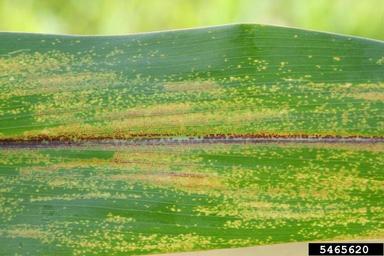 brown spot of corn (Physoderma maydis ) on corn (Zea mays ) - 5465620