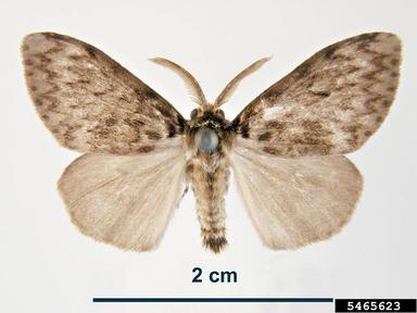 nun moth, Lymantria monacha  (Lepidoptera: Lymantriidae) - 5465623
