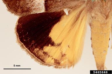 conspicuous looper, Oxyodes tricolor  (Lepidoptera: Noctuidae) - 5465646