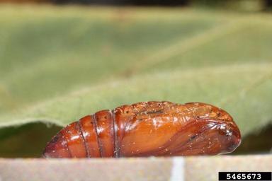 bollworm, Helicoverpa zea  (Lepidoptera: Noctuidae) - 5465673