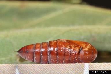 bollworm, Helicoverpa zea  (Lepidoptera: Noctuidae) - 5465675