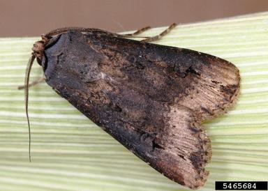 black cutworm (Agrotis ipsilon ) on corn (Zea mays ) - 5465684