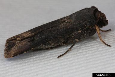 black cutworm, Agrotis ipsilon  (Lepidoptera: Noctuidae) - 5465685