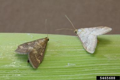 European corn borer (Ostrinia nubilalis ) on corn (Zea mays ) - 5465688