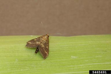 European corn borer (Ostrinia nubilalis ) on corn (Zea mays ) - 5465691