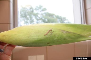 European corn borer (Ostrinia nubilalis ) on corn (Zea mays ) - 5465696