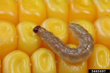 European corn borer (Ostrinia nubilalis ) on corn (Zea mays ) - 5465697