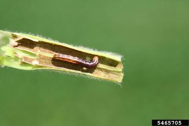 stalk borer (Papaipema nebris ) on soybean (Glycine max ) - 5465705