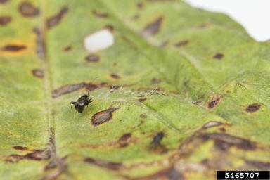 garden fleahopper, Halticus bractatus  (Hemiptera: Miridae) - 5465707