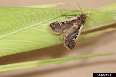 western bean cutworm (Striacosta albicosta ) on corn (Zea mays ) - 5465711