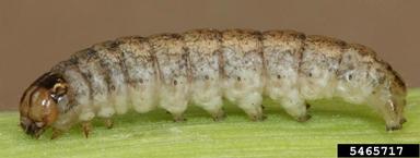 western bean cutworm (Striacosta albicosta ) on corn (Zea mays ) - 5465717