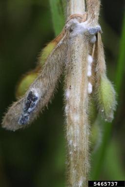 Sclerotinia rot (Sclerotinia sclerotiorum ) on soybean (Glycine max ) - 5465737