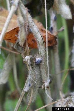 Sclerotinia rot (Sclerotinia sclerotiorum ) on soybean (Glycine max ) - 5465741