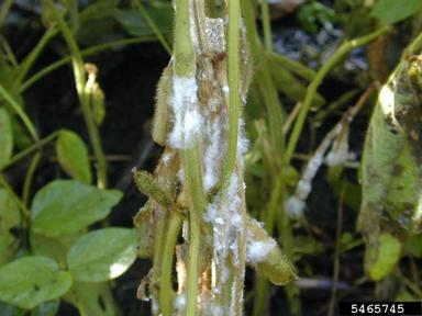 Sclerotinia rot (Sclerotinia sclerotiorum ) on soybean (Glycine max ) - 5465745