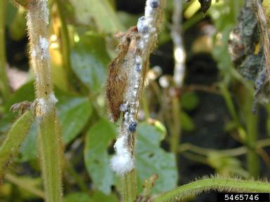 Sclerotinia rot (Sclerotinia sclerotiorum ) on soybean (Glycine max ) - 5465746