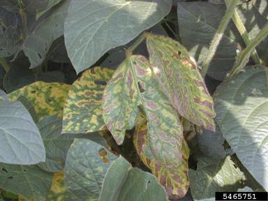 sudden death syndrome (Fusarium virguliforme ) on soybean (Glycine max ) - 5465751
