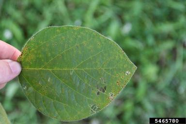 bacterial pustule of soybean disease (Xanthomonas axonopodis pv. glycines) on soybean (Glycine max ) - 5465780