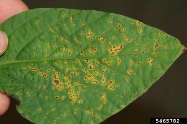 bacterial pustule of soybean disease (Xanthomonas axonopodis pv. glycines) on soybean (Glycine max ) - 5465782