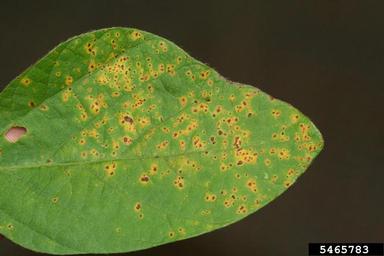 bacterial pustule of soybean disease (Xanthomonas axonopodis pv. glycines) on soybean (Glycine max ) - 5465783
