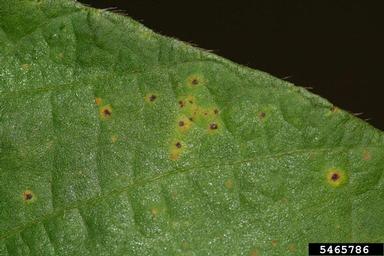 bacterial pustule of soybean disease (Xanthomonas axonopodis pv. glycines) on soybean (Glycine max ) - 5465786