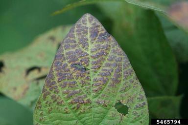 purple seed stain (Cercospora kikuchii ) on soybean (Glycine max ) - 5465794