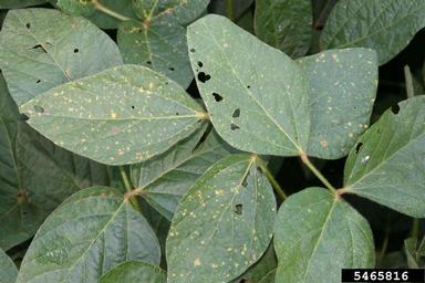 downy mildew (Peronospora manshurica ) on soybean (Glycine max ) - 5465816