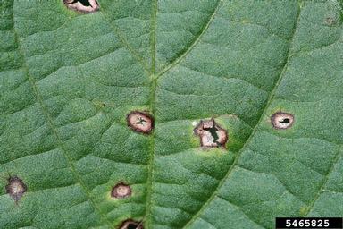 frogeye leaf spot (Cercospora sojina ) on soybean (Glycine max ) - 5465825
