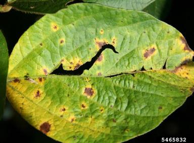 Septoria leaf spot (Septoria glycines ) on soybean (Glycine max ) - 5465832