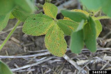 Septoria leaf spot (Septoria glycines ) on soybean (Glycine max ) - 5465839