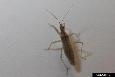 common damsel bug, Nabis americoferus  (Hemiptera: Nabidae) - 5465852