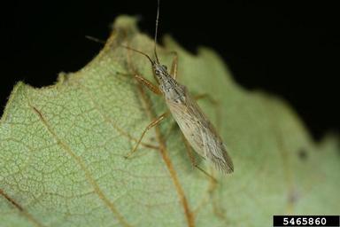 common damsel bug (Nabis americoferus ) on soybean (Glycine max ) - 5465860