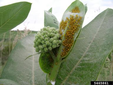 oleander aphid (Aphis nerii ) on milkweed (Asclepias spp. ) - 5465861