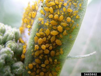 oleander aphid (Aphis nerii ) on milkweed (Asclepias spp. ) - 5465862