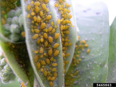 oleander aphid (Aphis nerii ) on milkweed (Asclepias spp. ) - 5465863