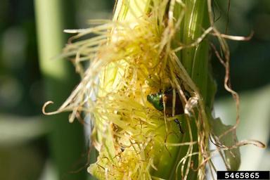 Japanese beetle (Popillia japonica ) on corn (Zea mays ) - 5465865