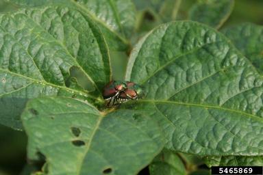 Japanese beetle (Popillia japonica ) on soybean (Glycine max ) - 5465869