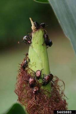 Japanese beetle (Popillia japonica ) on corn (Zea mays ) - 5465880